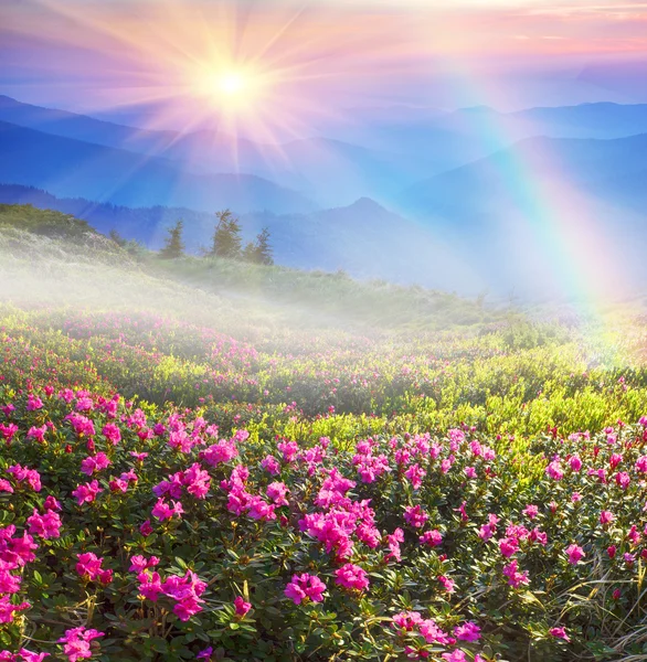 Flowers rhododendrons in mountains — Stock Photo, Image