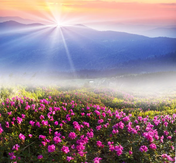 Flowers rhododendrons in mountains — Stock Photo, Image