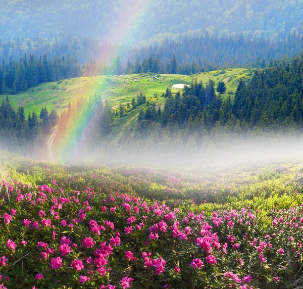 Frühlingsblumen Rhododendron — Stockfoto