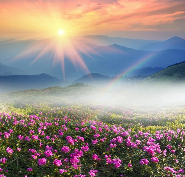 Fleurs rhododendrons en montagne — Photo