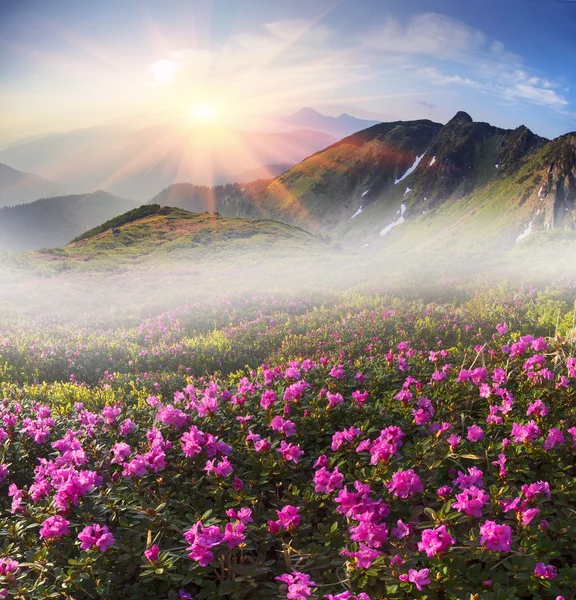 Ανοιξιάτικα λουλούδια Rhododendrons — Φωτογραφία Αρχείου