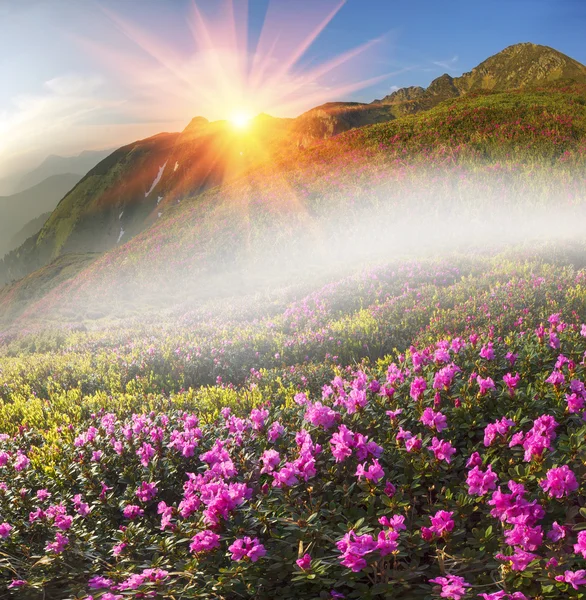 Ανοιξιάτικα λουλούδια Rhododendrons — Φωτογραφία Αρχείου