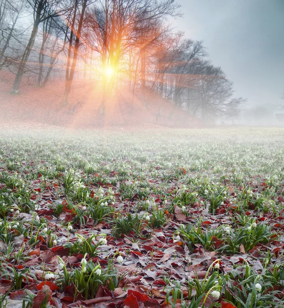 Fleurs de printemps gouttes de neige — Photo