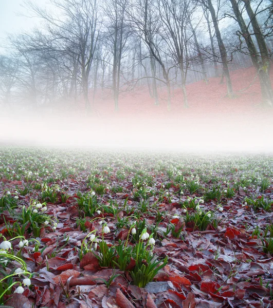 Jarní květy sněženky — Stock fotografie