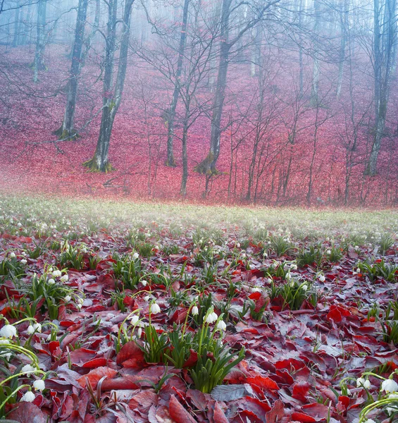 Fiori primaverili bucaneve — Foto Stock