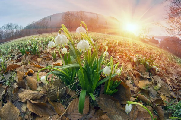 Flores de primavera gotas de neve — Fotografia de Stock