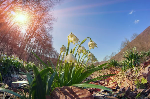 Квіти навесні проліски — стокове фото