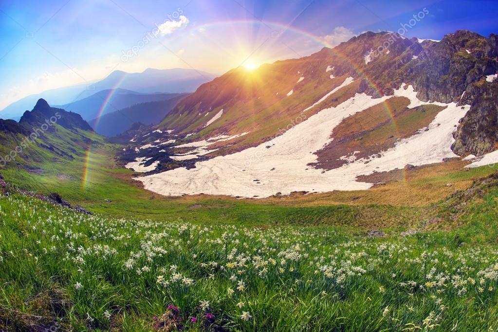 Blooming daffodils in mountains Stock Photo by 90421586