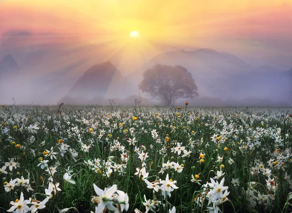 Dalen av påskliljor på sunrise — Stockfoto