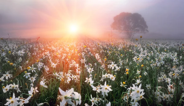 Narcissus Flowers Valley near  Hust — Stock Photo, Image