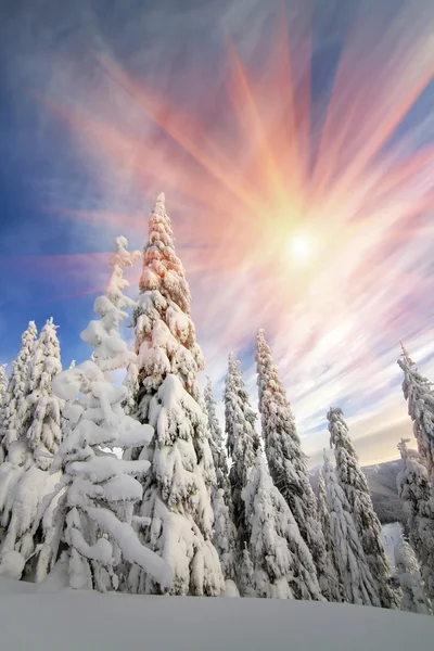 Neve na floresta selvagem — Fotografia de Stock