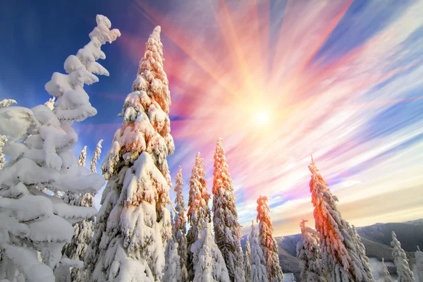Sneeuw in wild fir bos — Stockfoto