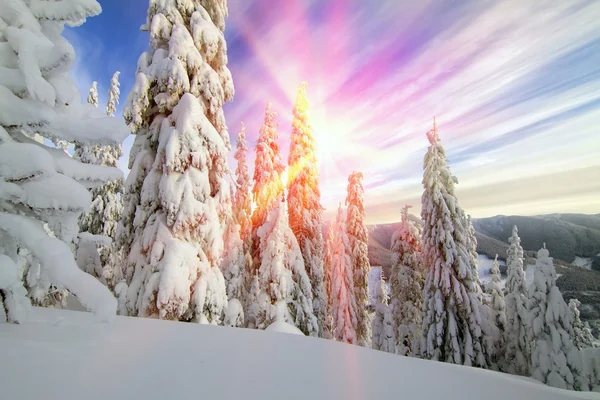 Сніг у дикому ялиновому лісі — стокове фото