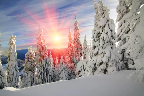 Sneeuw in wild fir bos — Stockfoto