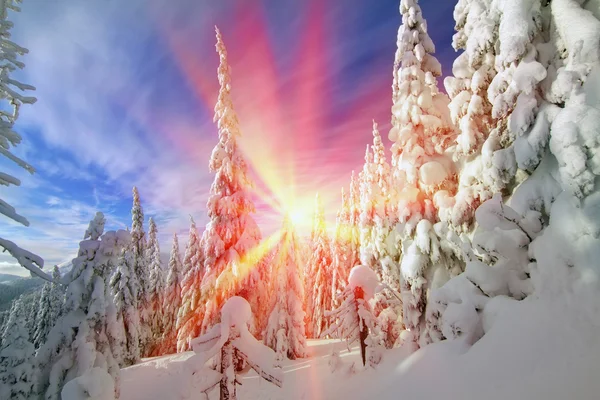 Сніг у дикому ялиновому лісі — стокове фото