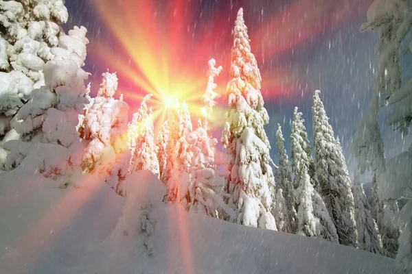 Snö i vilda fir skog — Stockfoto