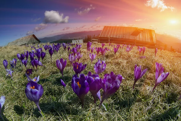 Frühlingsblumen Krokusse — Stockfoto