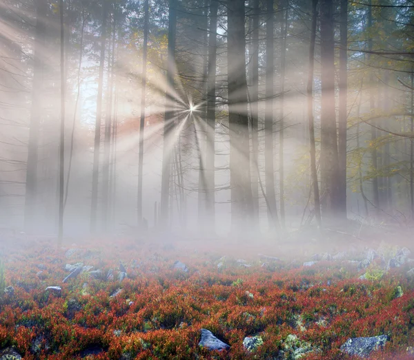 Hegyi erdő őszi reggel — Stock Fotó