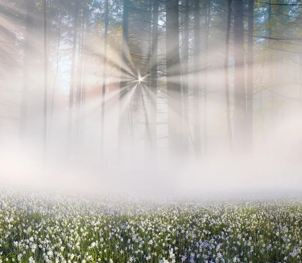 Jarní květy narcisů při východu slunce — Stock fotografie