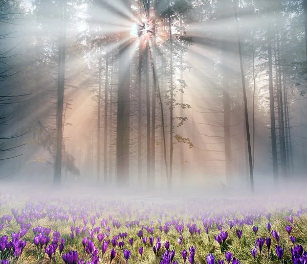 Spring flowers crocuses at sunrise — Stock Photo, Image