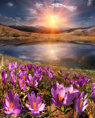 crocuses in mountain valley clipart