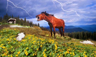 Horse in carpathian mountains clipart