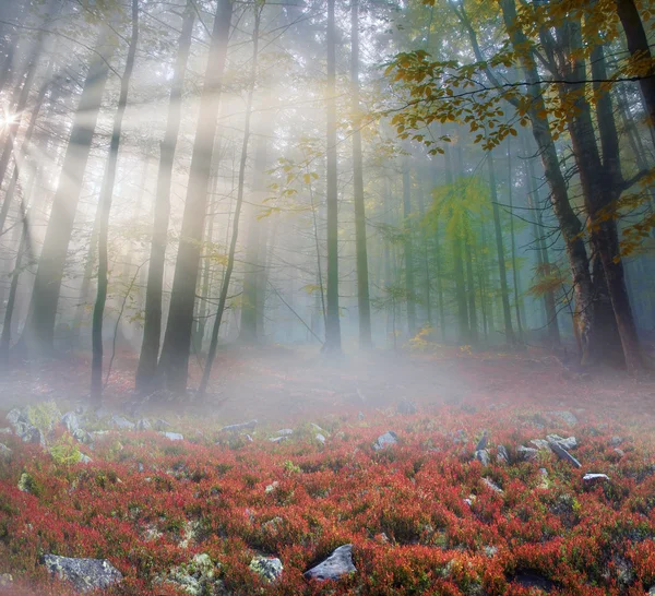 Matin d'automne en forêt de montagne — Photo