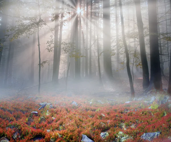 Herbstmorgen im Bergwald — Stockfoto