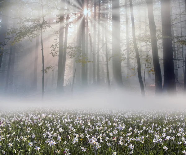 Wilde bloemen narcissen bij zonsopgang — Stockfoto