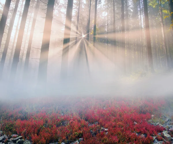Manhã de outono na floresta de montanha — Fotografia de Stock