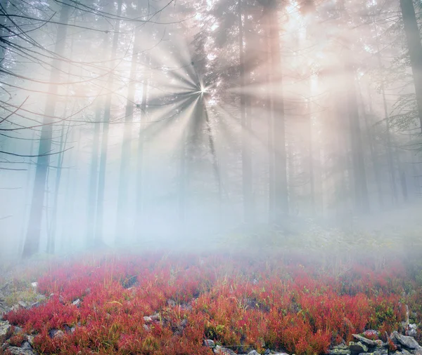 Mañana de otoño en bosque de montaña —  Fotos de Stock