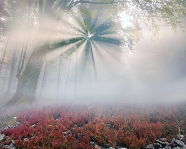 Herbstmorgen im Bergwald — Stockfoto