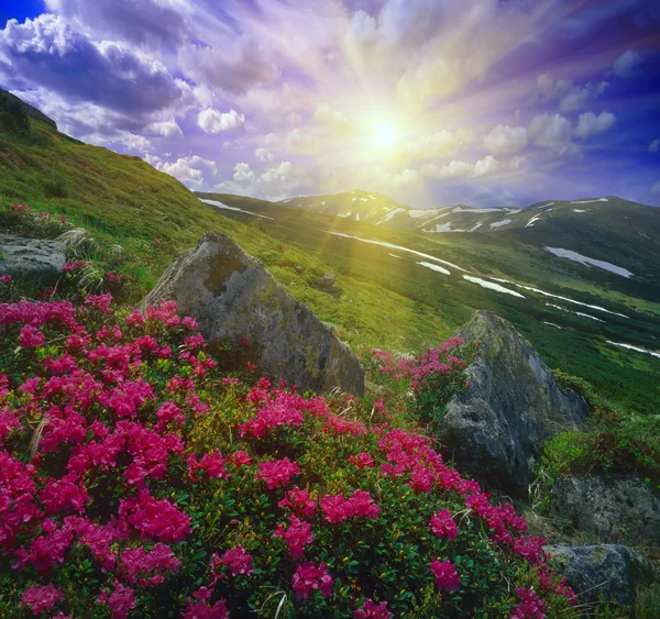 Våren blommor Rhododendron — Stockfoto