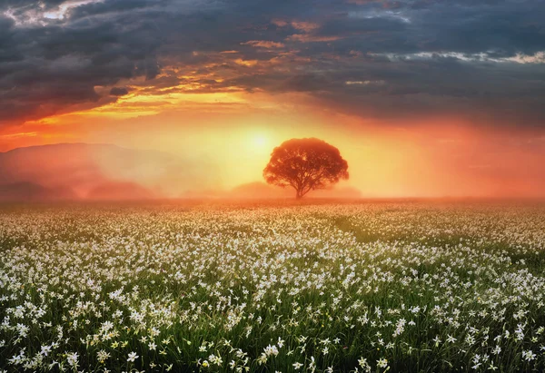 Primavera Valle del Narciso — Foto Stock