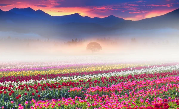Tulipánok a ködös sunrise területén — Stock Fotó