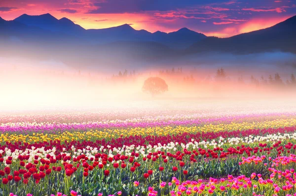 Gebied van tulpen bij zonsopgang — Stockfoto