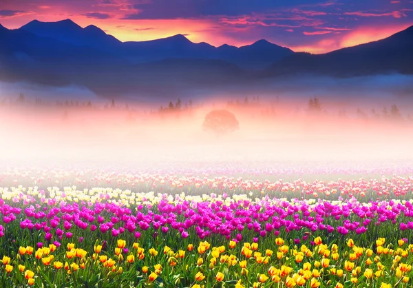 Campo de tulipas ao nascer do sol — Fotografia de Stock