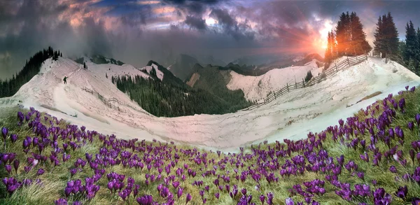 Krokusy w Karpaty góry — Zdjęcie stockowe