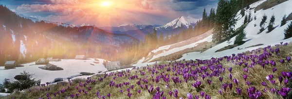 Crocos de primavera nas montanhas dos Cárpatos — Fotografia de Stock