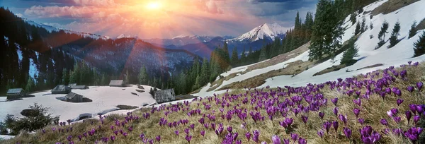 Crocos de primavera nas montanhas dos Cárpatos — Fotografia de Stock