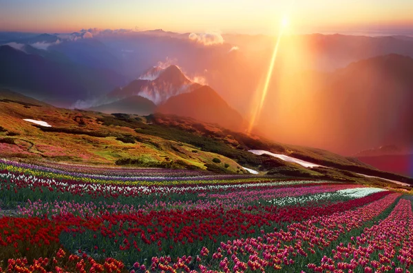 Campo de tulipas no nascer do sol nebuloso — Fotografia de Stock