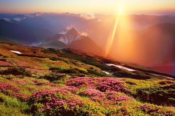 Rododendrons bloeien in de Karpaten — Stockfoto