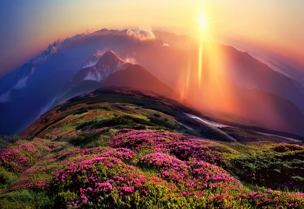 Rhododendrons blooming in Carpathians — Stock Photo, Image