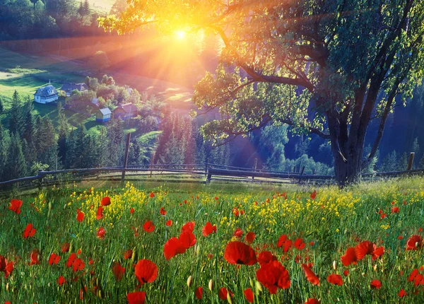 Blommande vallmo på sunrise — Stockfoto