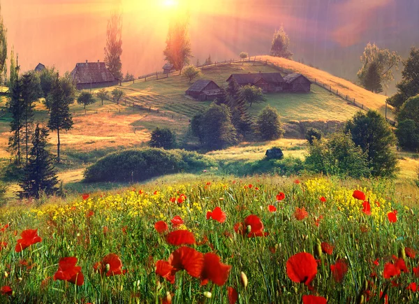 Old farmhouse and wild flowers — Stock Photo, Image