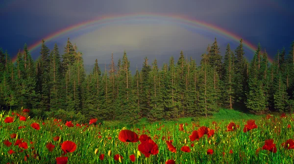 Arco iris sobre amapolas salvajes —  Fotos de Stock