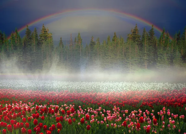 Campo de tulipas florescentes — Fotografia de Stock