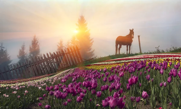 Koń i kwitnące tulipany — Zdjęcie stockowe