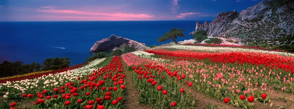 Sunrise, Crimea'da laleler — Stok fotoğraf