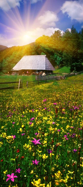 Beautiful Carpathian Summer — Stock Photo, Image